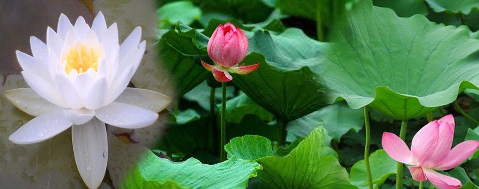Bienfait du lotus