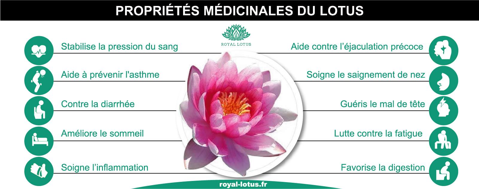Bienfait Fleur de lotus medicinal