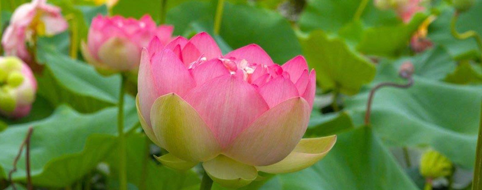 Lotus sacré et feuille de lotus