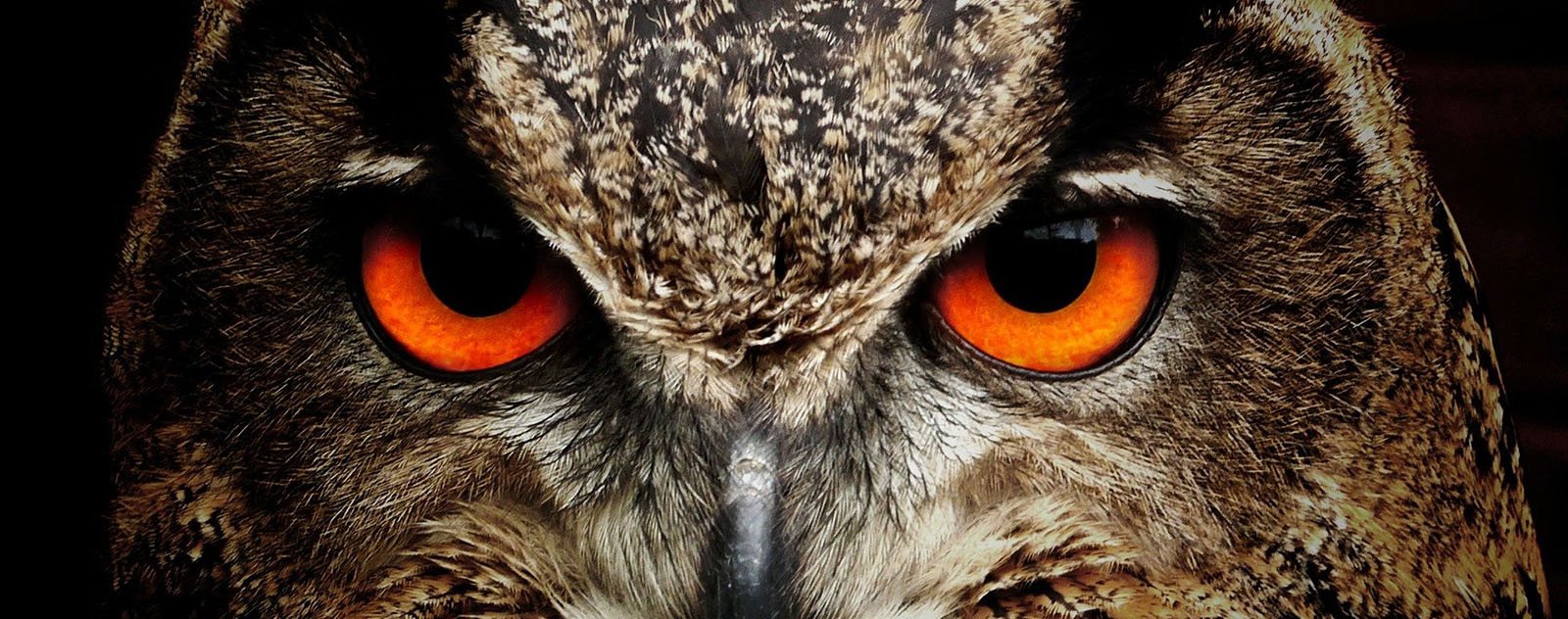 différence chouette hibou