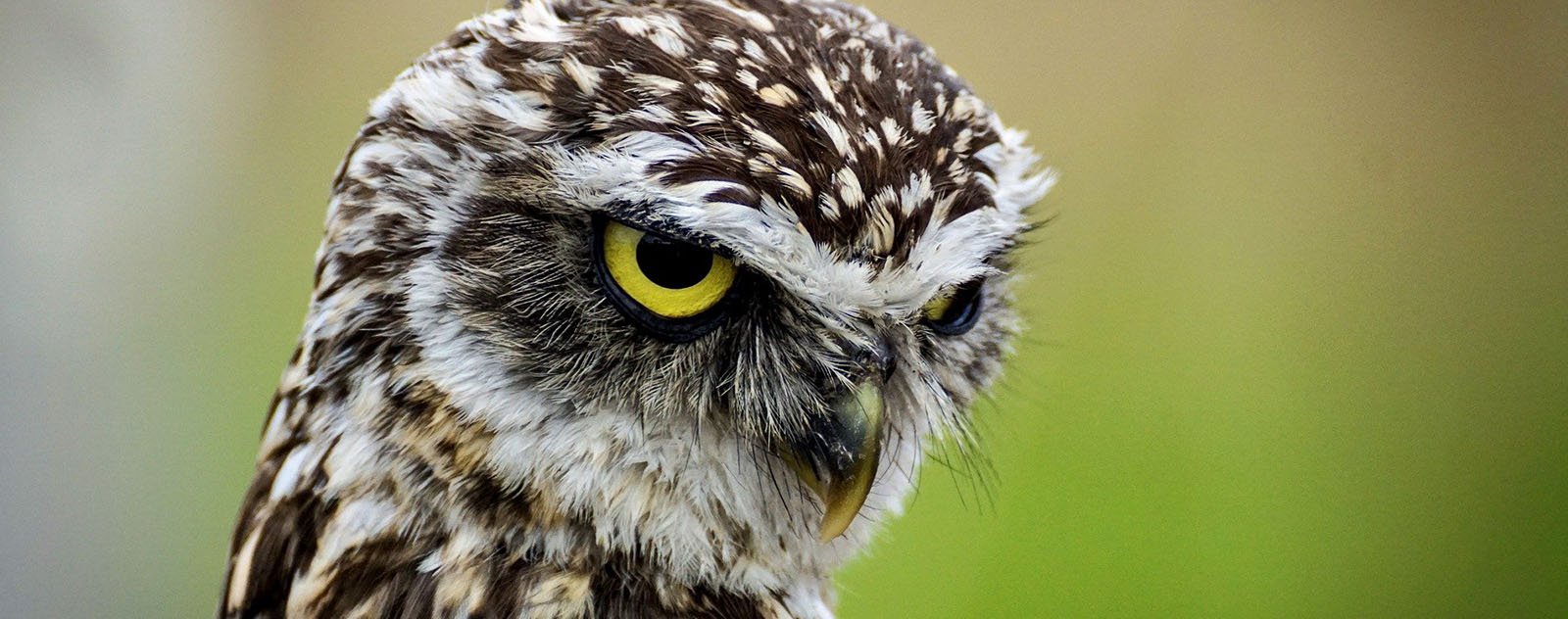 un oiseau