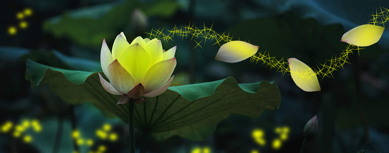 fleur de lotus