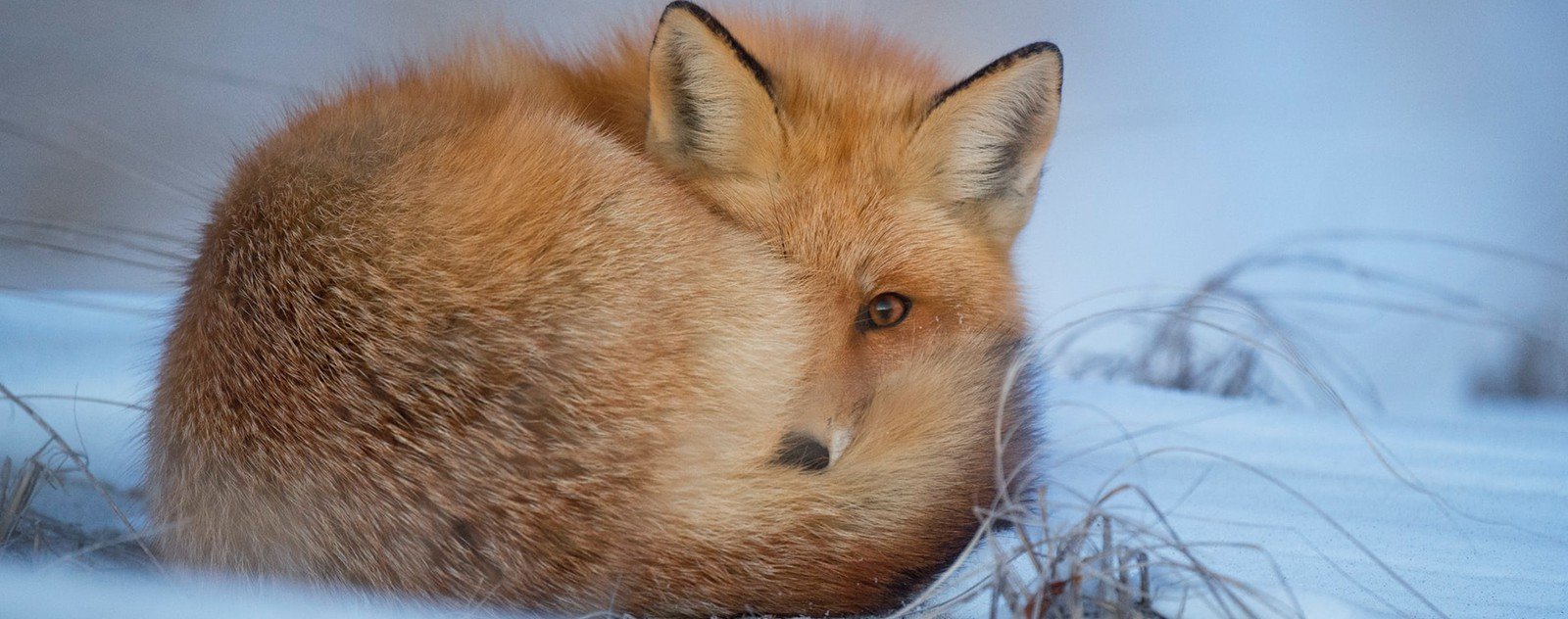 renard volant