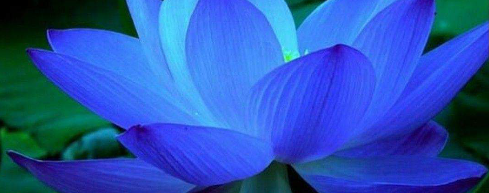 lotus, bleu, eau