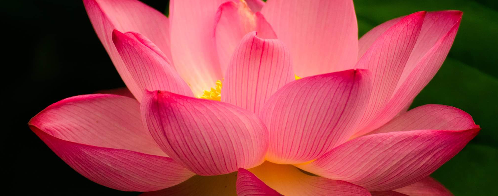 symbole fleur de lotus