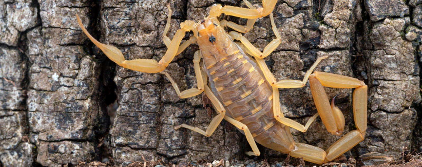 phasme scorpion