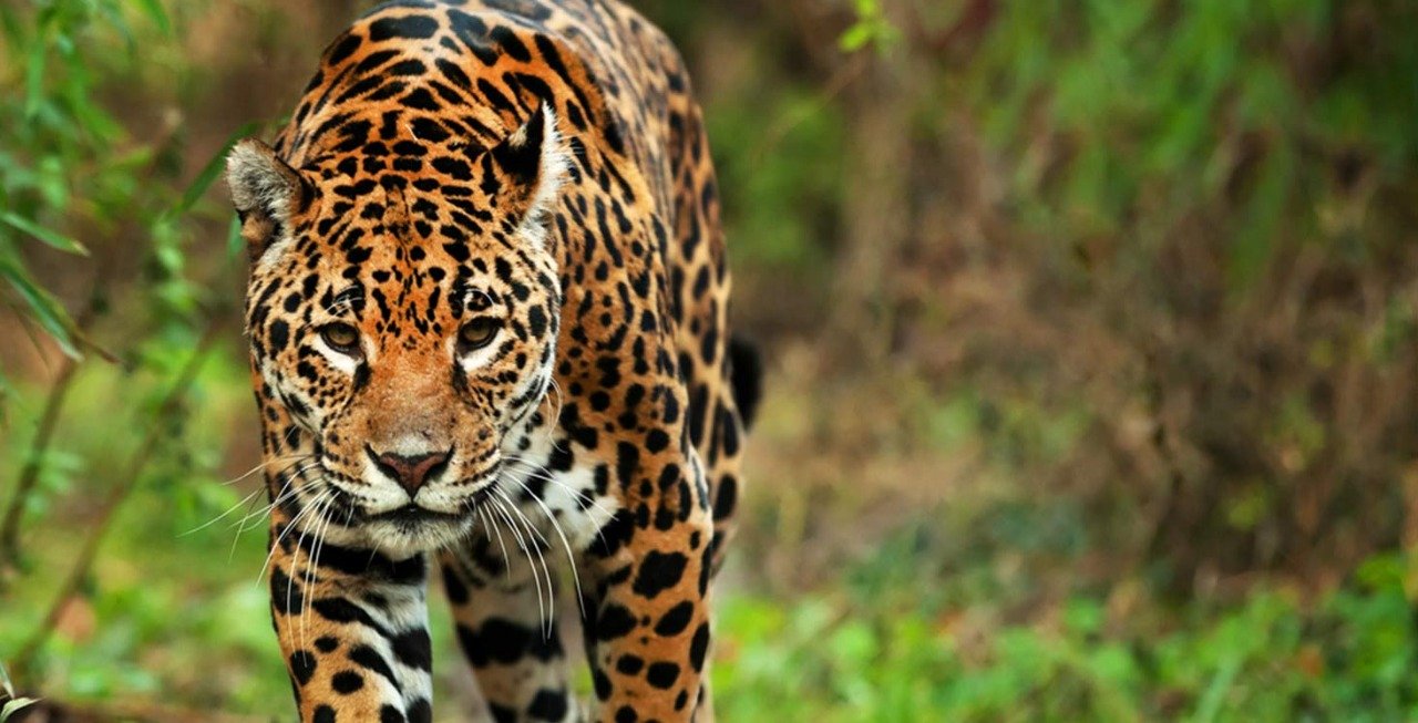 spécimen, durée, la jaguar