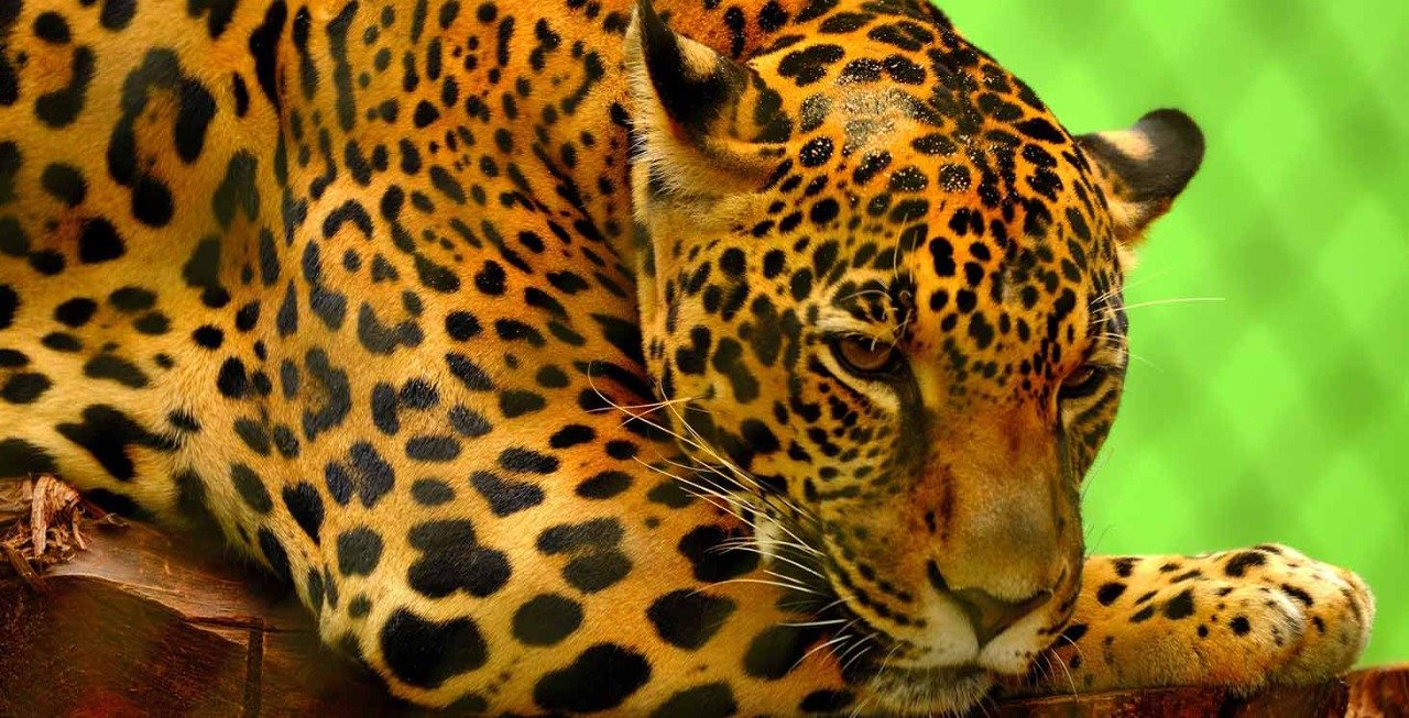 protecteur, relation, le jaguar