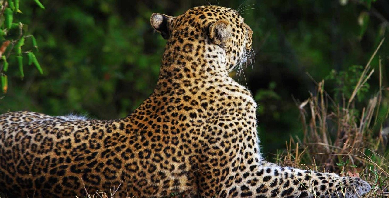 déforestation, menace, le jaguar