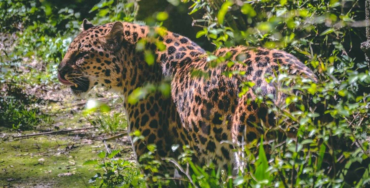 jaguar, robuste, musclé
