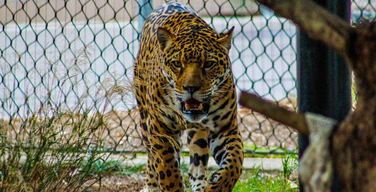 jaguar, prédateurs, foret 