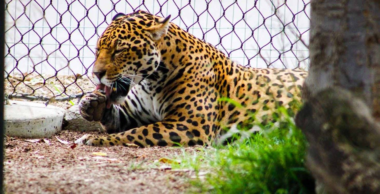 totem, folklore, le jaguar
