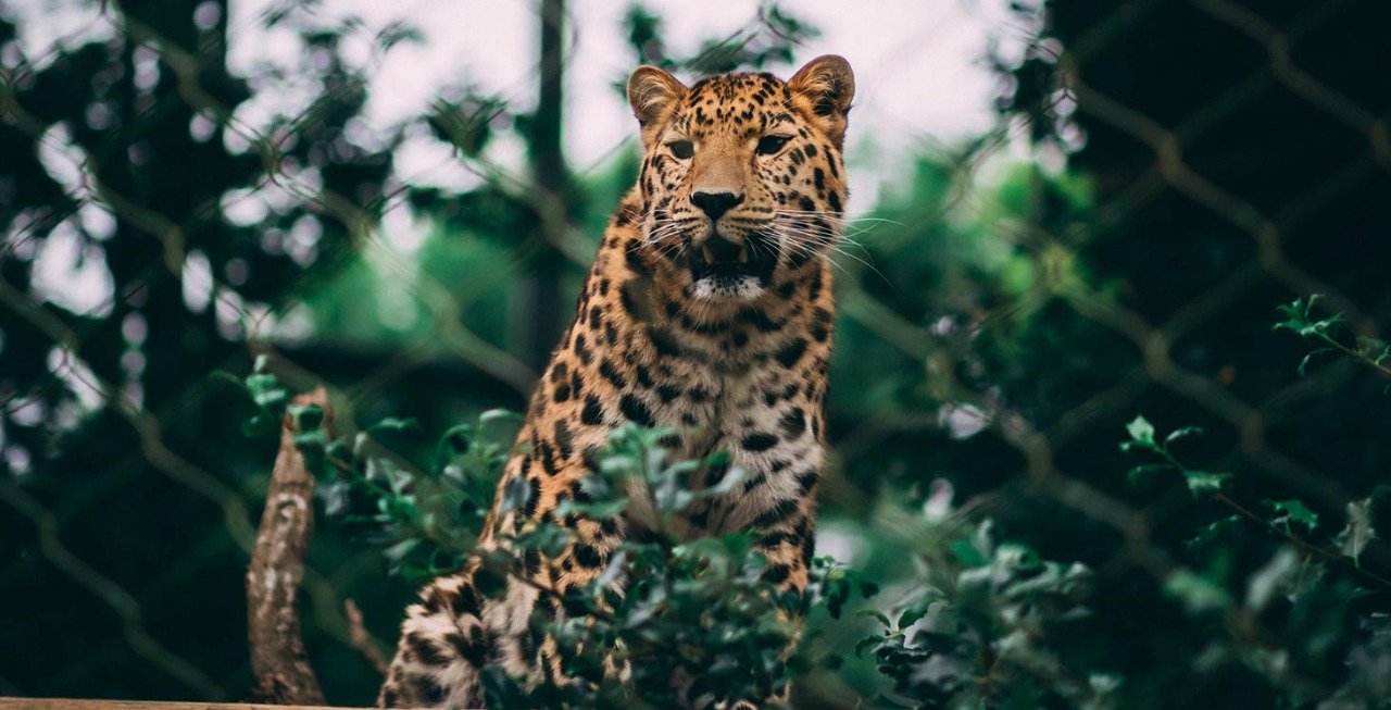 savane, loyauté, courage