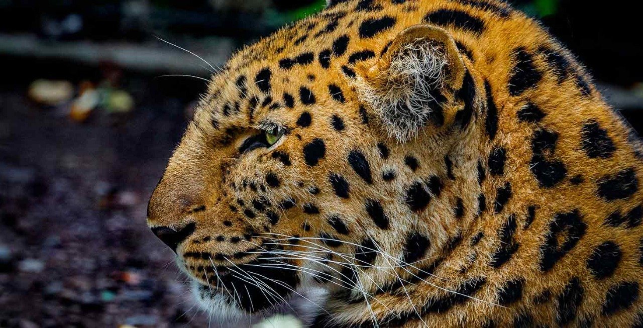 jaguar, désir, le jaguar