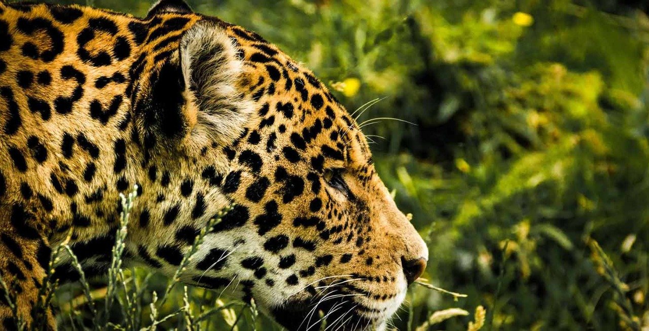 renaissance, spirituelle, le jaguar