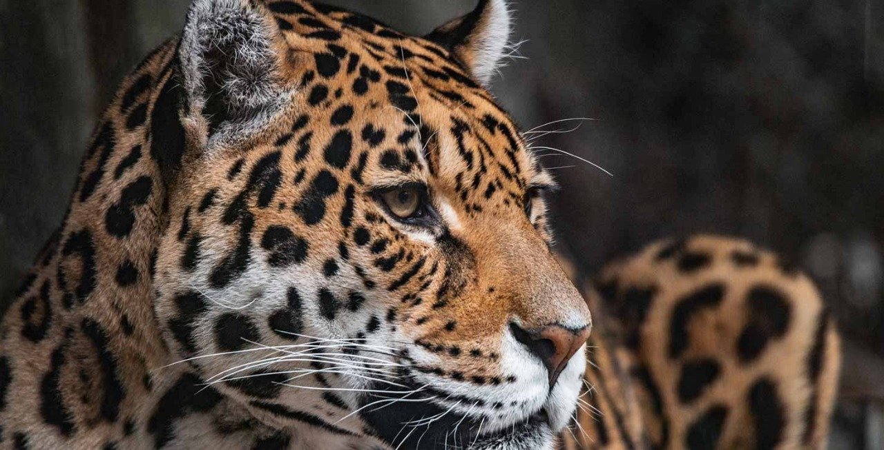 jaguar, fauve, pouvoir