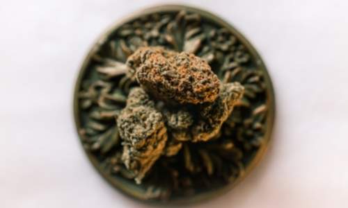 Quelle est la signification du lion et du cannabis dans la culture rastafari ? 3 Les racines du cannabis en Jamaique Lhistoire de la ganja sur lile Quelle est la signification du lion et du cannabis dans la culture rastafari rastafarishop.fr