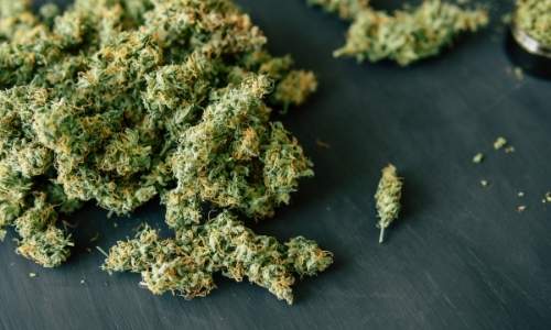Levolution du cannabis Que savons nous des premieres origines de la plante rastafarishop.fr