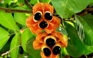 les symboles de la Jamaïque - Ackee, le fruit national jamaïcain - rastafarishop.fr