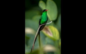 les symboles de la Jamaïque - doctor Bird - rastafarishop.fr
