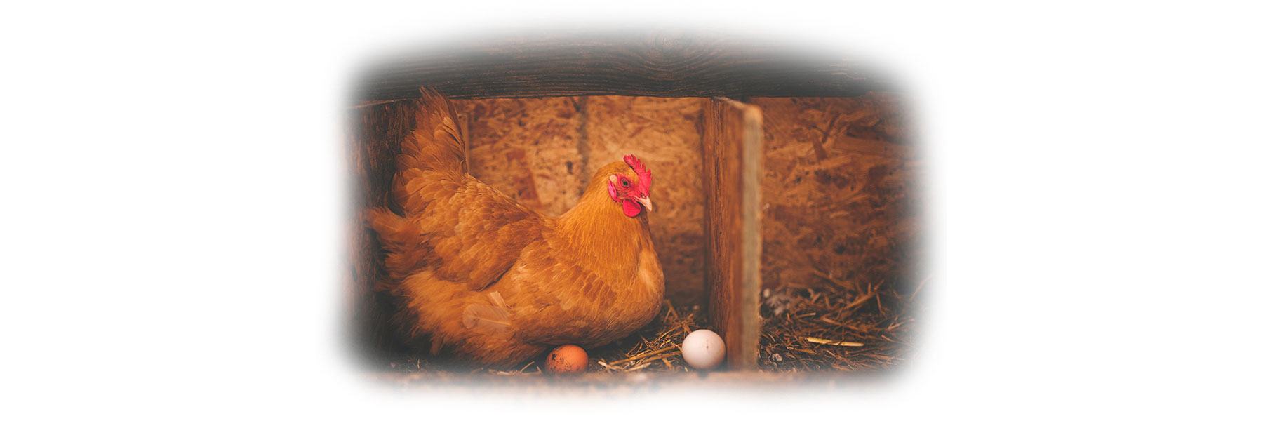 Poule dans un poulailler