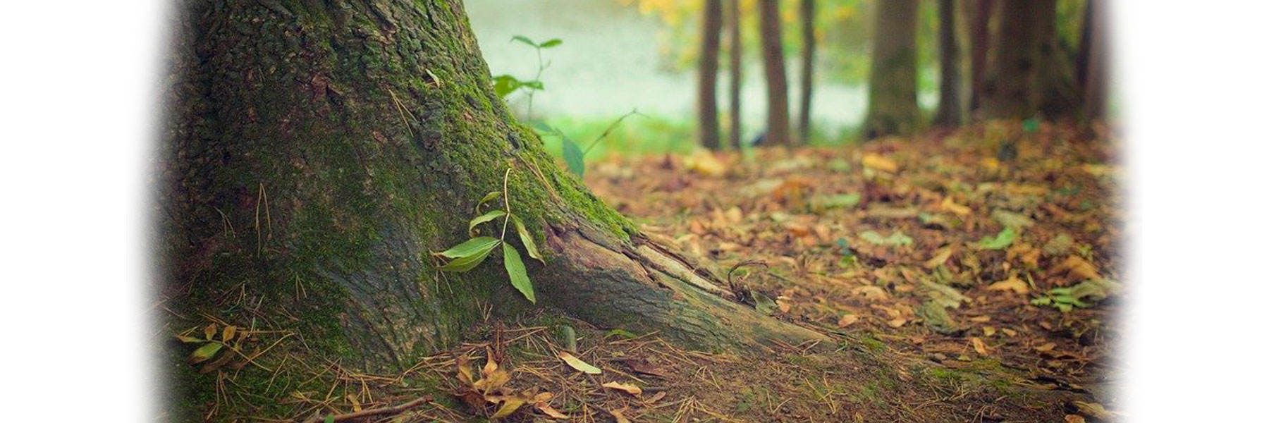 Plant d'arbre à truffe