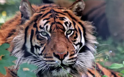 Tigre De Sumatra