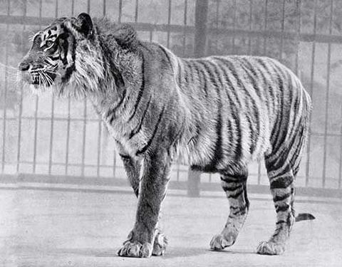 tigre de java ancienne photo