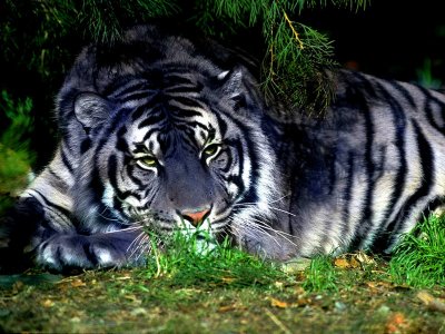 tigre noir représentation
