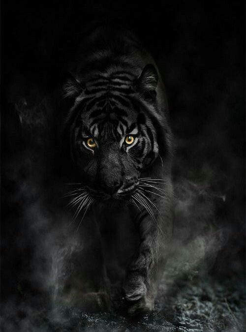 tigre noir