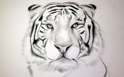 Comment dessiner un tigre !