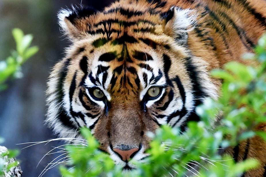 tigre de Malaisie