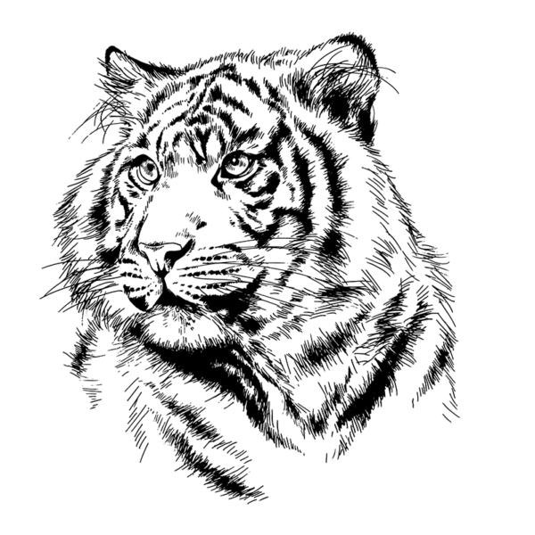 stickers tigre Picture Doux