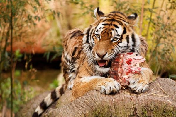 que mange le tigre viande