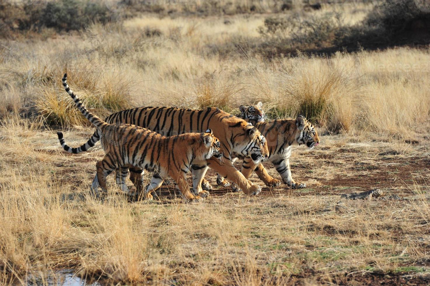 tigre en Afrique en famille