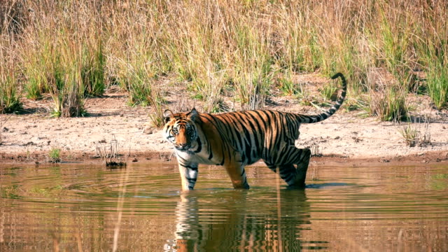 tigre en Afrique