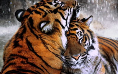La Reproduction du Tigre