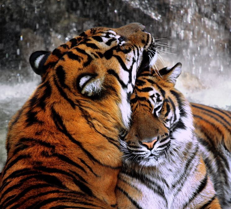 reproduction du tigre