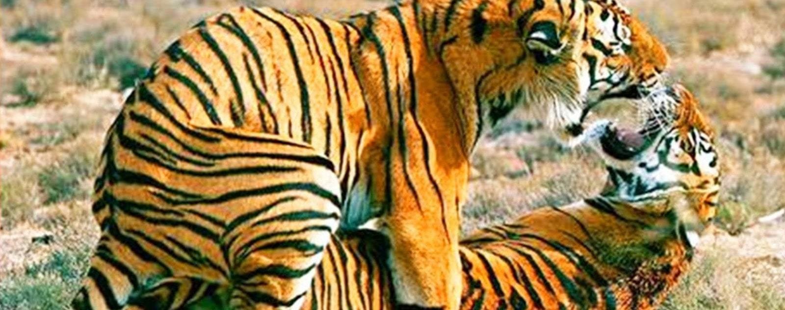 reproduction du tigre