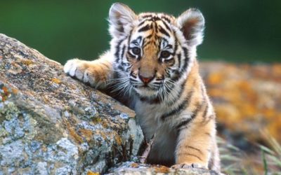 Le Petit du Tigre
