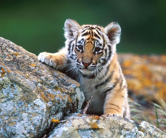 le petit du tigre