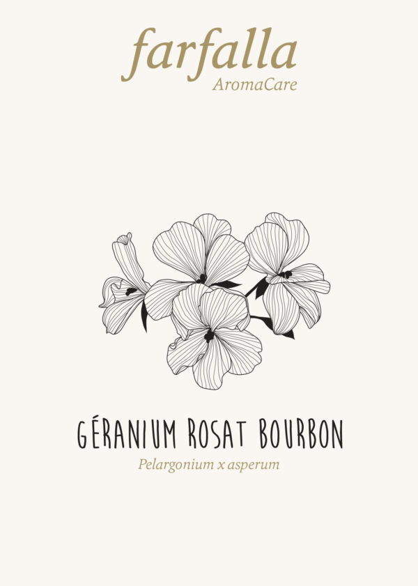 Géranium rosat Bourbon