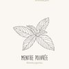 Menthe poivrée