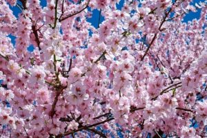 Arbre cerisier du Japon en fleurs Sakura